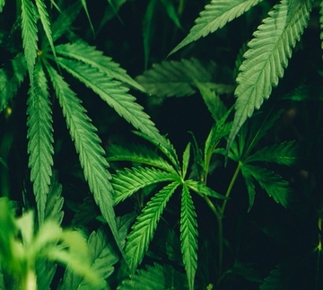 FT Legal: Seeing Through The Weeds: Navigating The Medicinal Cannabis Industry In Barbados